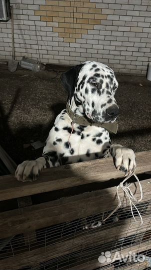 Далматинец