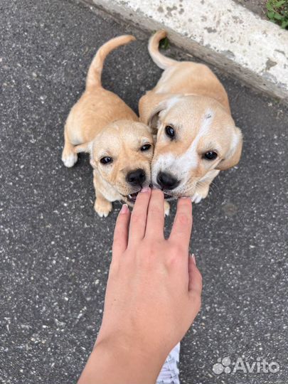 В добрые руки