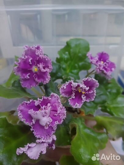 Сортовые фиалки цветущие