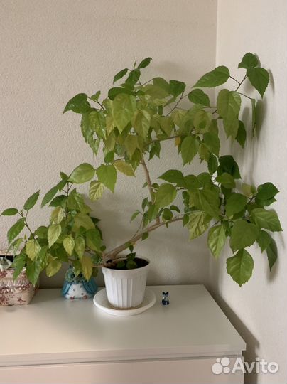 Гибискус китайская роза