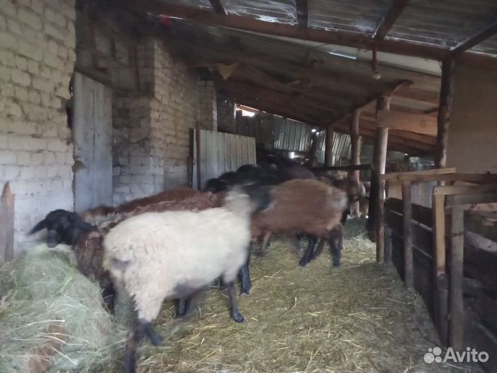 Продаются бараны