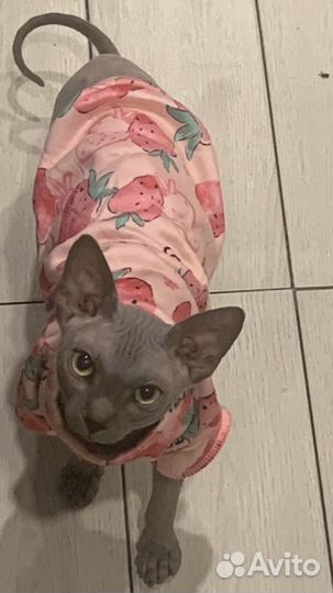Кот сфинкс для вязки