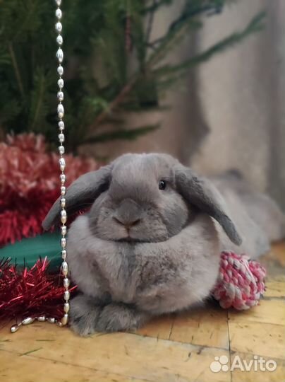 Вязка кроликов