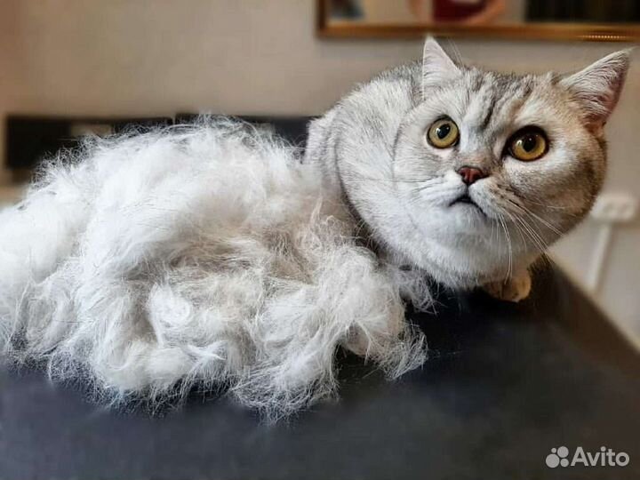 Стрижка кота/кошки, вычёсывание/выезд на дом