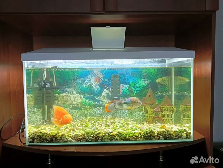 Аквариум с рыбками