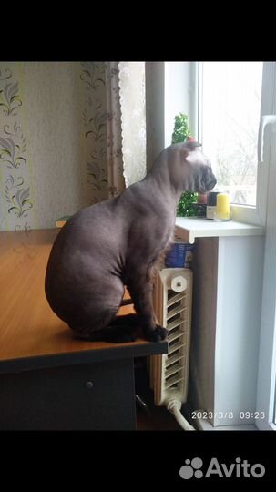 Донской сфинкс вязка