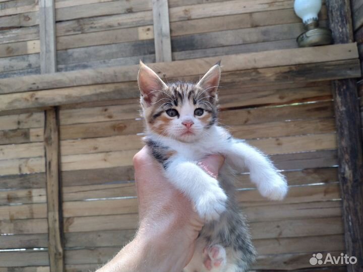 Мейн-кун котёнок