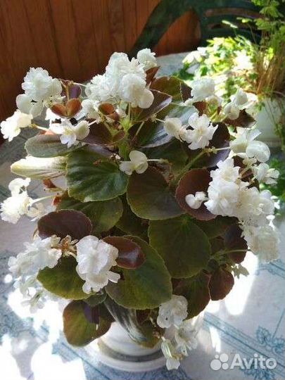 Бегония вечноцветущая белая