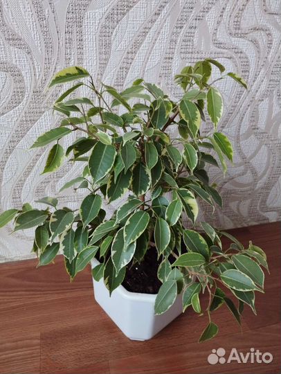 Фикус Бенджамина