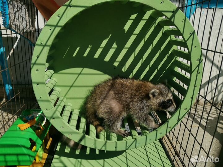 Енот полоскун домашний