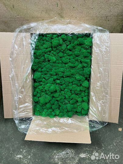 Мох стабилизированный опт розница