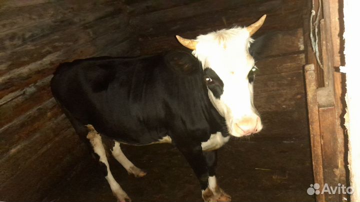 Корова телка