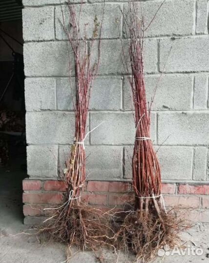 Саженцы Яблони оптом