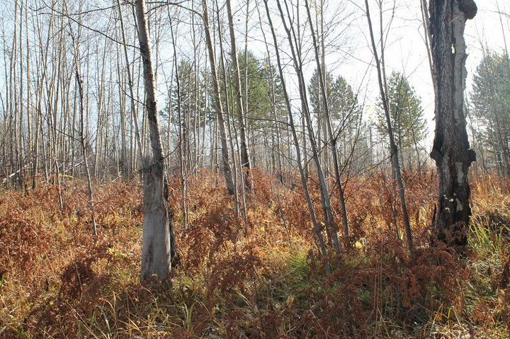 Участок 20 сот. (ИЖС)