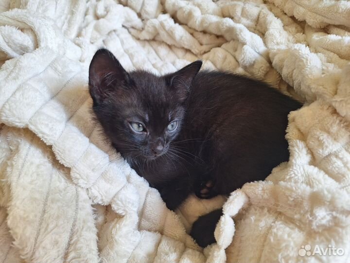 Котёнок чёрный