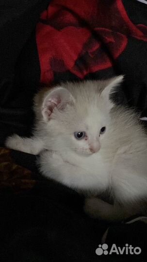 Отдам котенка в добрые руки