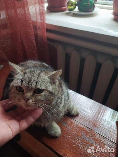 Бельгийские котята