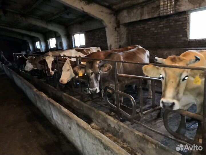 Фермерское хозяйство с техникой