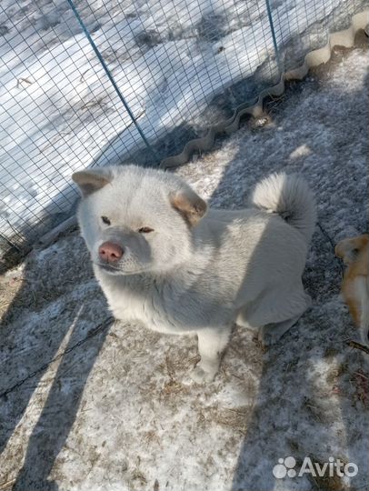 Щенки метисы акита ину