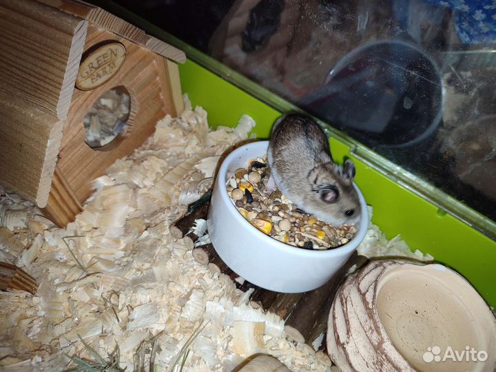 Китайский хомяк