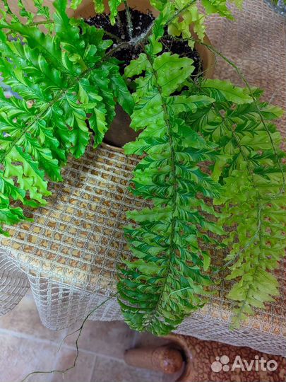 Папоротник дассада вар