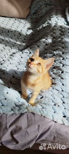 Котенок девочка, 2-2,5мес