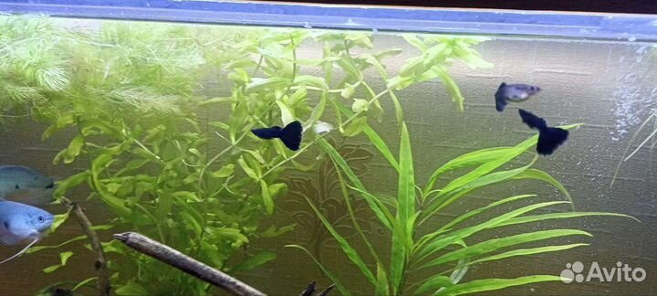 Криветки Блю дрим и гуппи чёрный монах