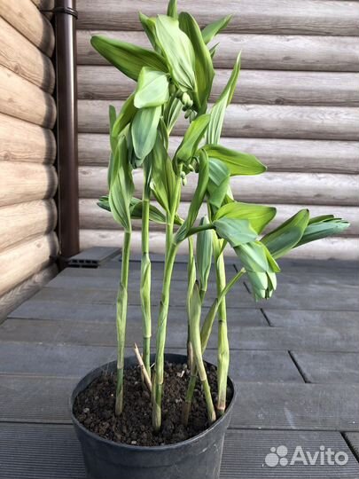 Купена, примула