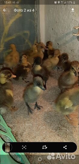 Утята Индийского бегуна