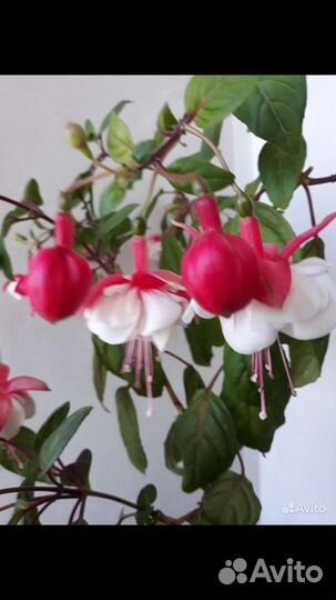 Фуксия сортовая