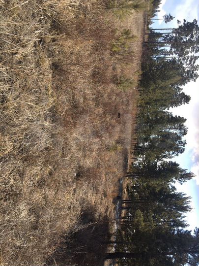 Участок 8 сот. (ИЖС)