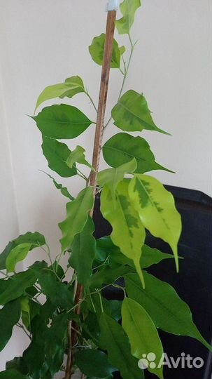 Фикус Голден Моник Бенджамина 