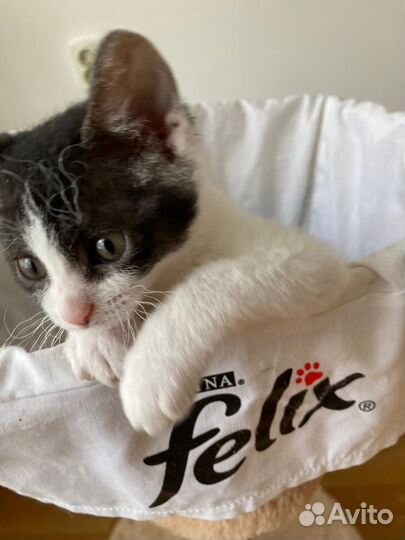 Котёнок - барашка