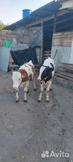 Продается тёлочки очень упитаные кушает корм сено