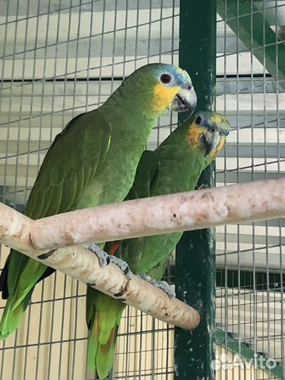 Венесуэльский амазон