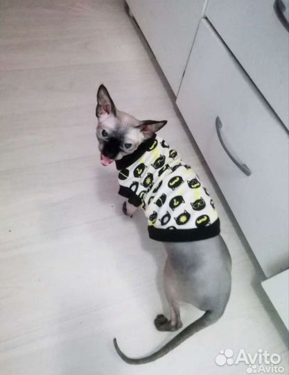 Зоогостиница. Передержка кошек и собак официально