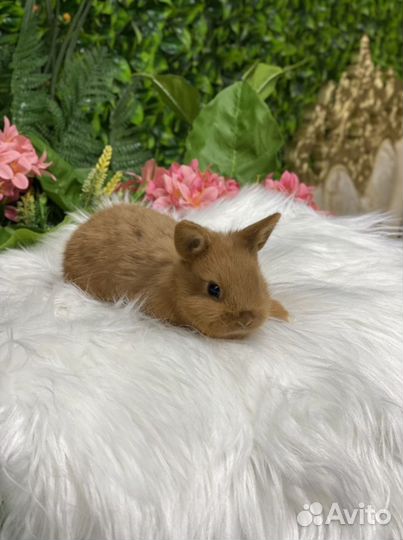 Кролики мини