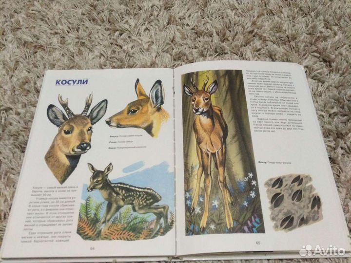 Детские энциклопедии