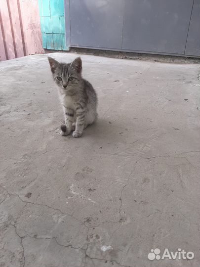 Котенок в добрые руки