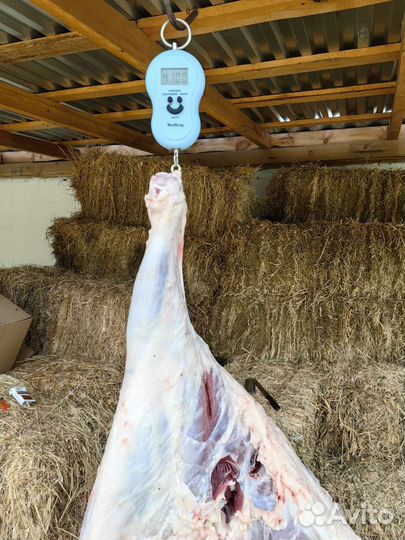 Мясо баранина