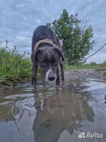 Пес в добрые руки
