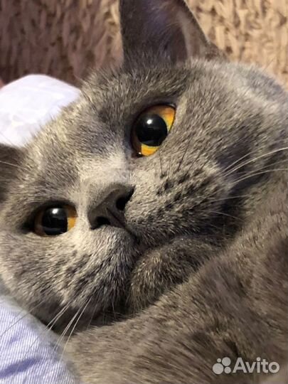 Отдам котика в добрые руки