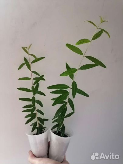 Гранат комнатный, сорт 