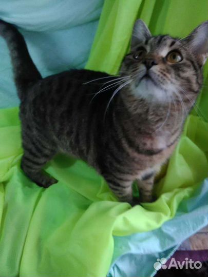 Кот Степан ищет компаньона и дом