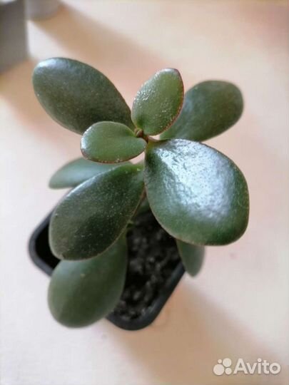 Цветы в дом