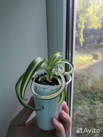 Хлорофитум кудрявый (кучерявый) Бонни