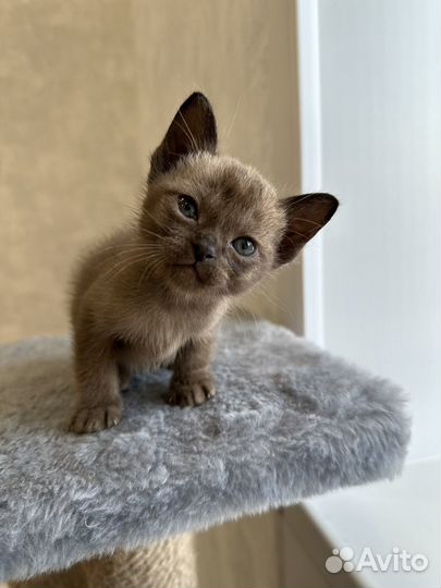 Котята европейской бурмы