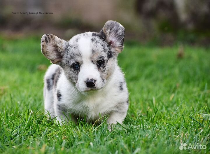 Щенки корги кардиган