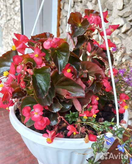 Бегония вечноцветущая
