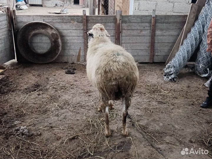 Гисарски баран